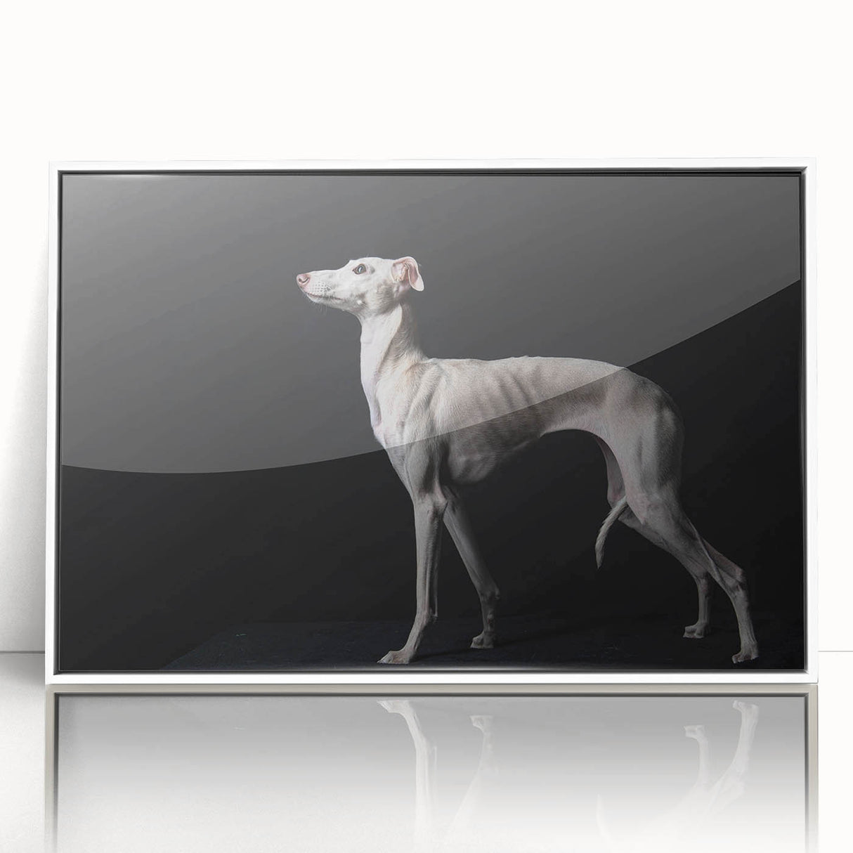 Framed wall art featuring a vibrant dog design from the "Animals: A Wild Life" collection, showcasing playful colors and intricate details in a sleek white frame.
