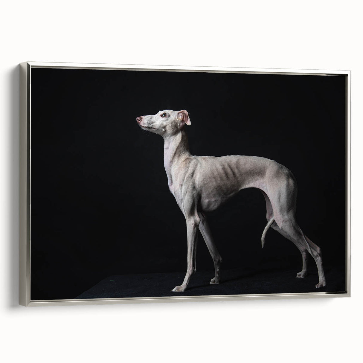 Framed canvas wall art showcasing a wild dog design in a silver frame, perfect for animal lovers and modern home decor. Ideal for adding a touch of nature.