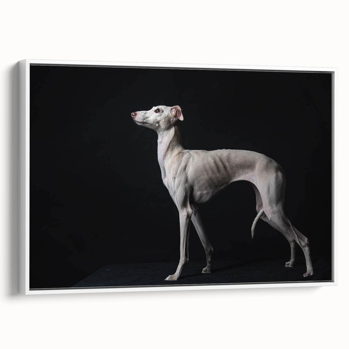 Framed canvas wall art showcasing an artistic collection of dogs in a wild-life theme, featuring vibrant colors and detailed textures, perfect for pet lovers.