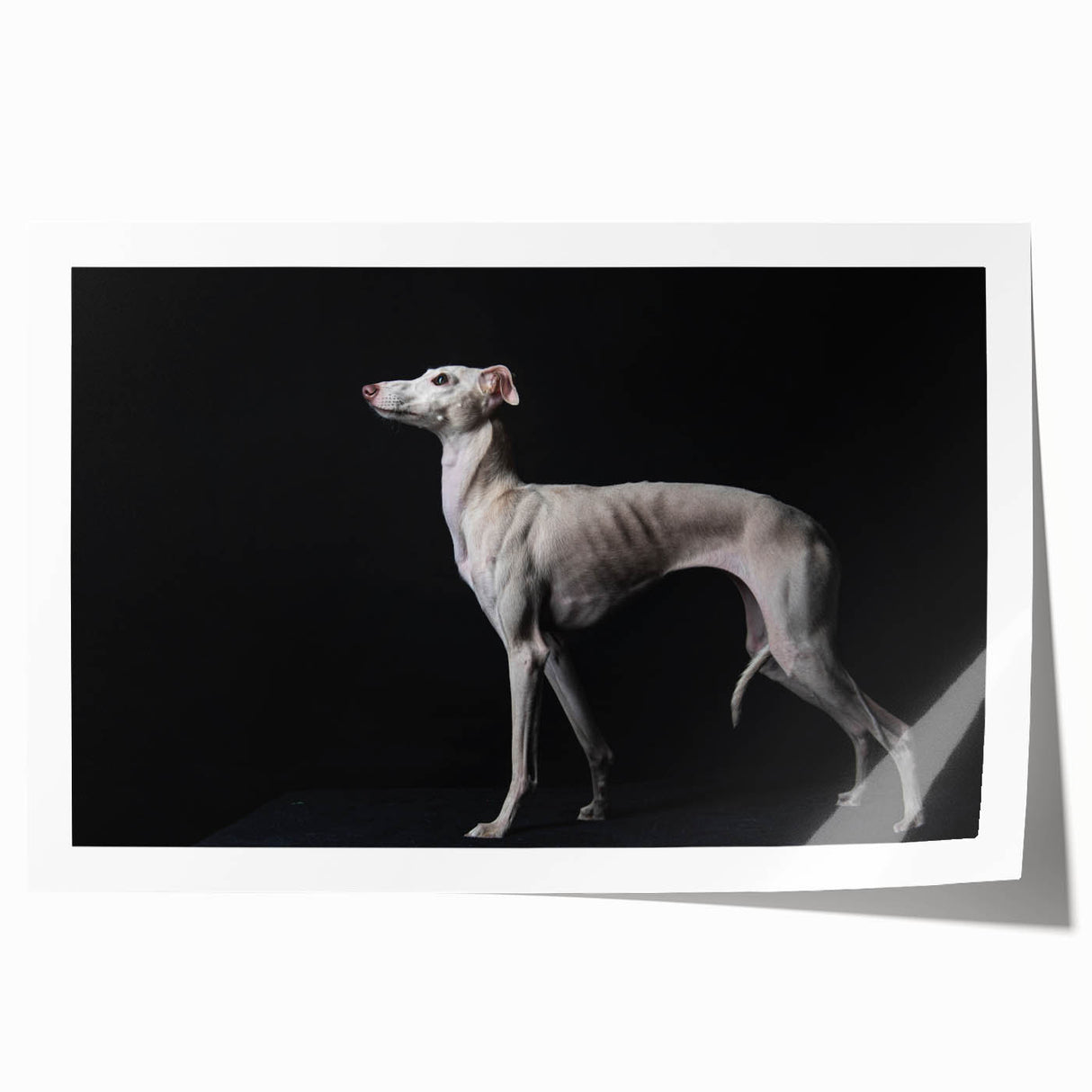 Vibrant wall art print showcasing a collection of various dog breeds in a playful and artistic style, rolled for easy display and shipping. Ideal for animal lovers.