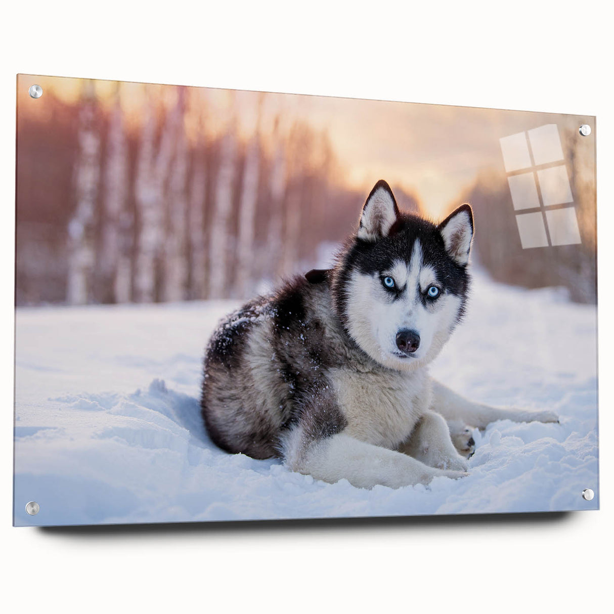 Acrylic glass wall art collection featuring a vibrant design of dogs in a wild life theme, displayed at an angle with mounting pins visible, perfect for animal lovers.