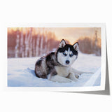 Rolled wall art print showcasing a vibrant collection of wild dog illustrations, featuring detailed designs and rich colors, ideal for animal lovers' decor.