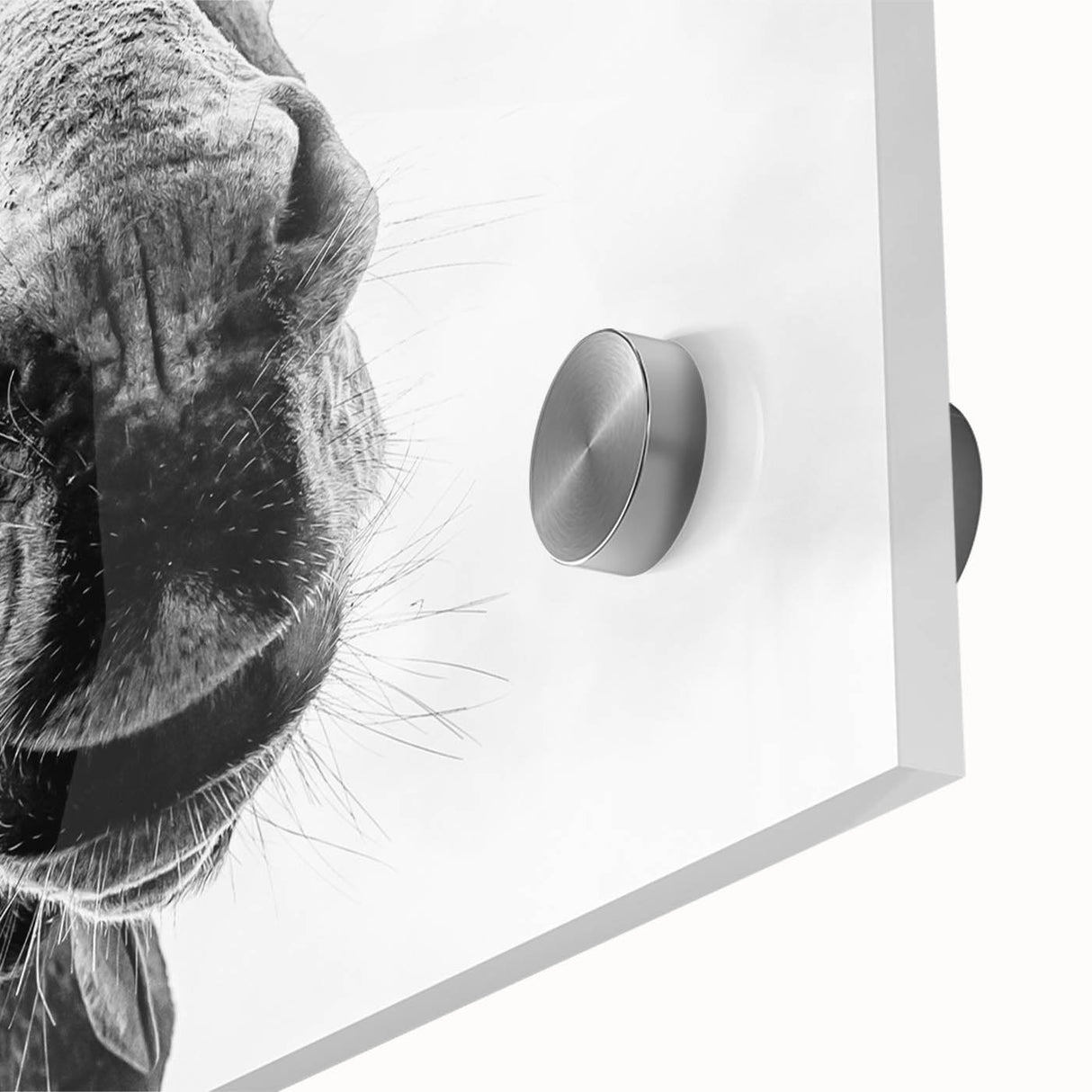 Close-up of a vibrant acrylic glass wall art piece showcasing a detailed donkey design, perfect for adding a unique touch to modern home decor.
