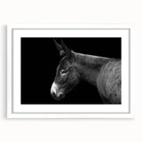 White-framed wall art collection featuring a whimsical donkey design, showcasing vibrant colors and intricate details, perfect for animal lovers and home decor.