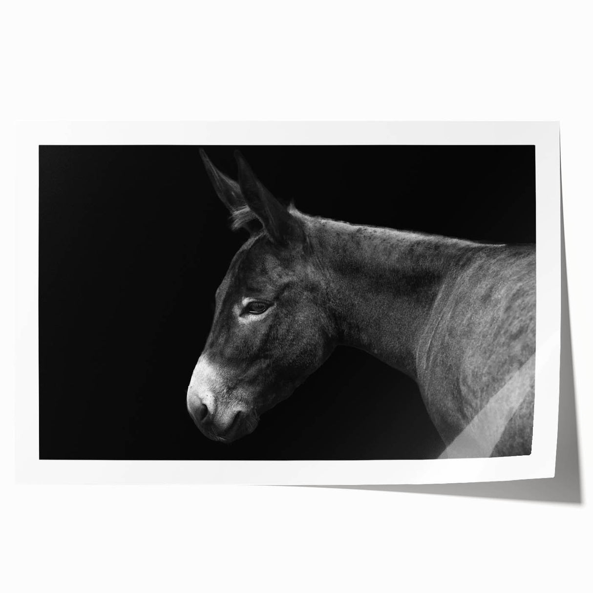 Donkey wall art print showcasing a vibrant design with detailed textures, ideal for animal lovers and home decor, presented in a rolled format for easy framing.