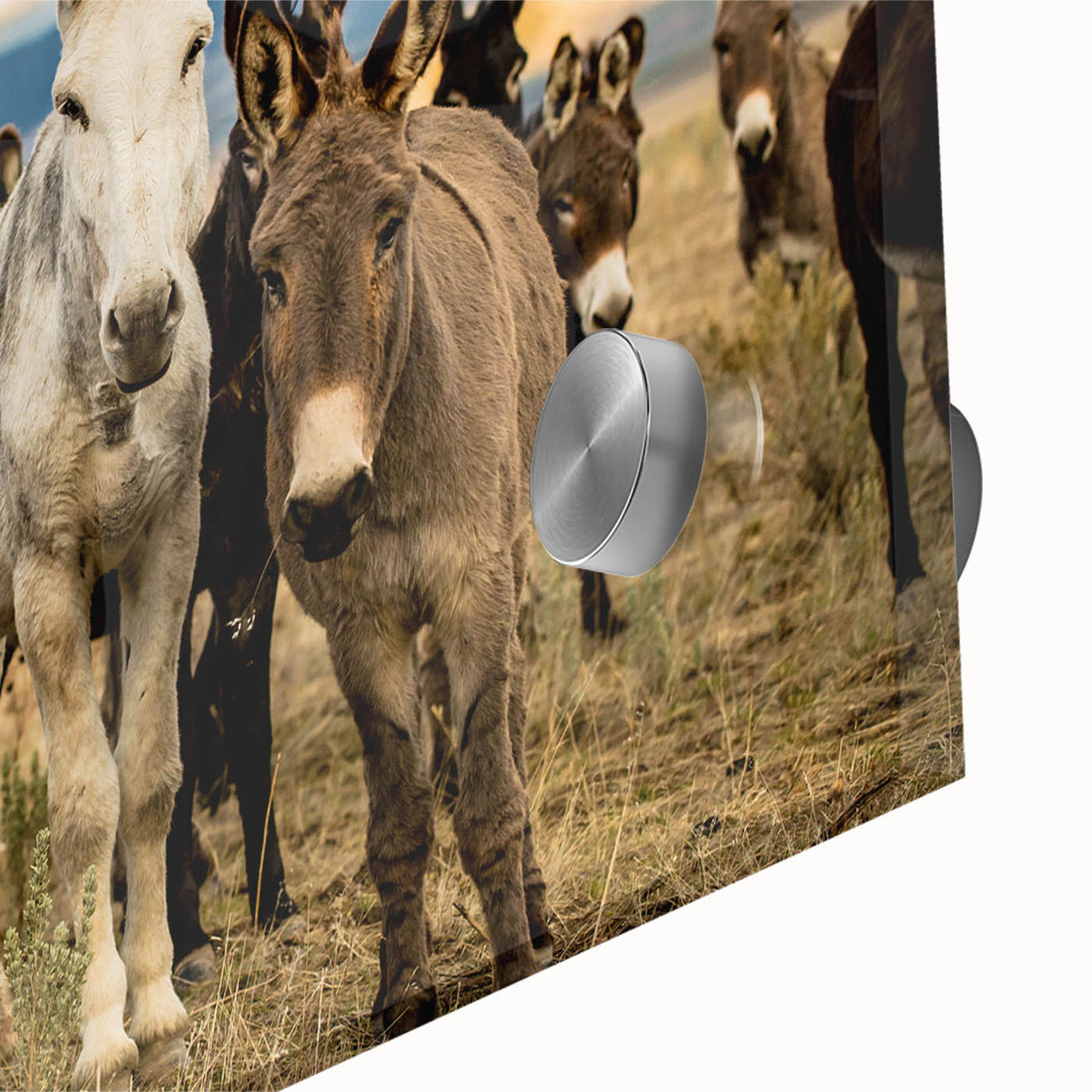 Close-up view of a vibrant acrylic glass wall art piece depicting a donkey in a wild life design, showcasing intricate details and vivid colors, perfect for animal lovers.