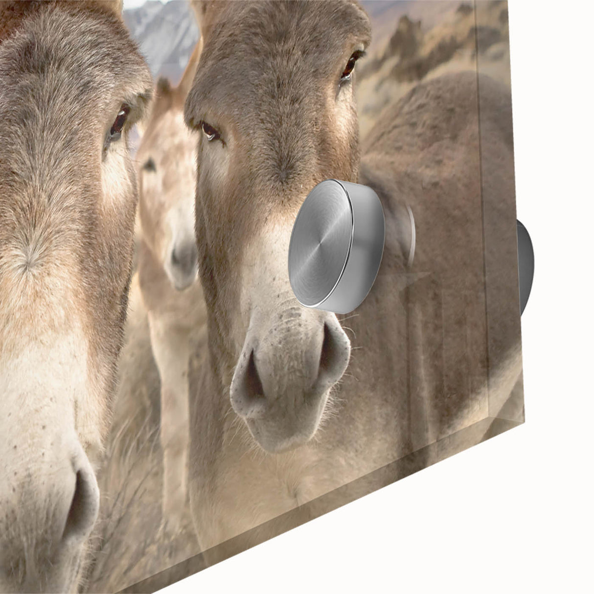 Close-up of a vibrant acrylic glass wall art piece showcasing a whimsical donkey design, perfect for animal lovers, enhancing any home decor with its colorful details and playful expression.