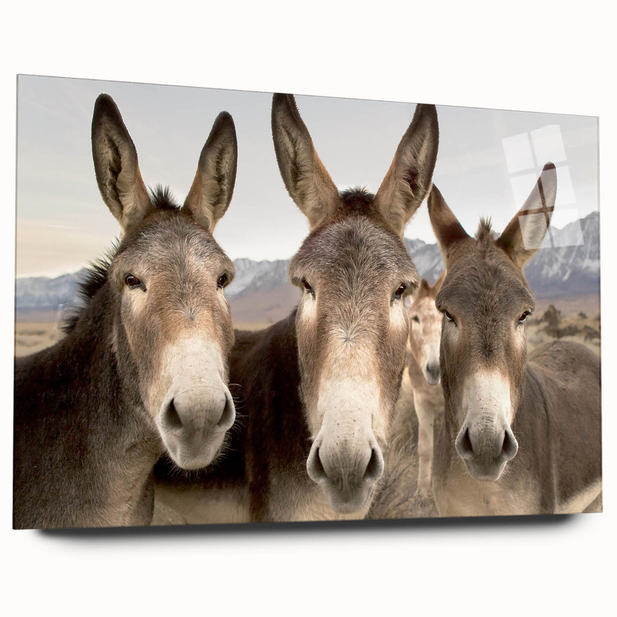 Side view of a donkey-themed wall art piece in acrylic glass, showcasing vibrant colors and intricate details, perfect for animal lovers' decor.