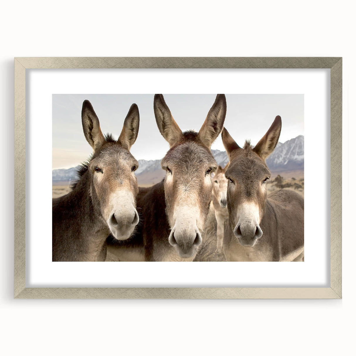 Framed wall art collection featuring a donkey design, presented in a stylish silver frame with a mat, adding a modern touch to animal-themed decor. Ideal for home or office spaces, enhancing aesthetics with its vibrant colors and intricate details.