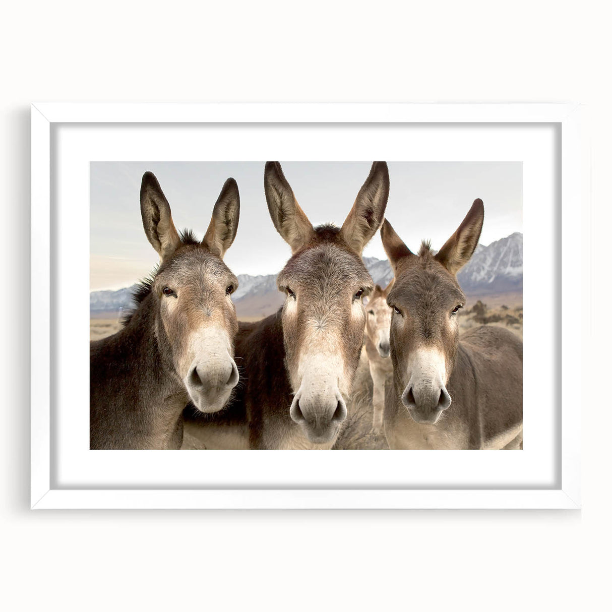 White-framed wall art collection featuring a donkey design, showcasing intricate details and vibrant colors, perfect for adding a touch of nature to any decor.