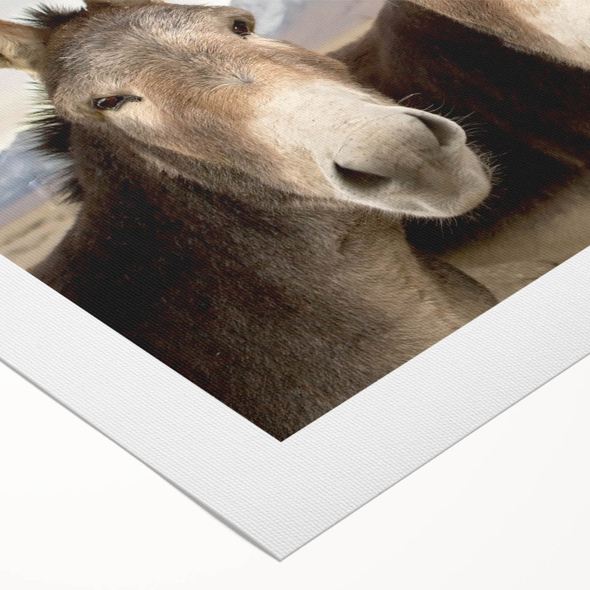Donkey wall art design on rolled canvas, showcasing vibrant colors and intricate details, perfect for animal lovers and home decor enthusiasts, delivered in a protective tube.