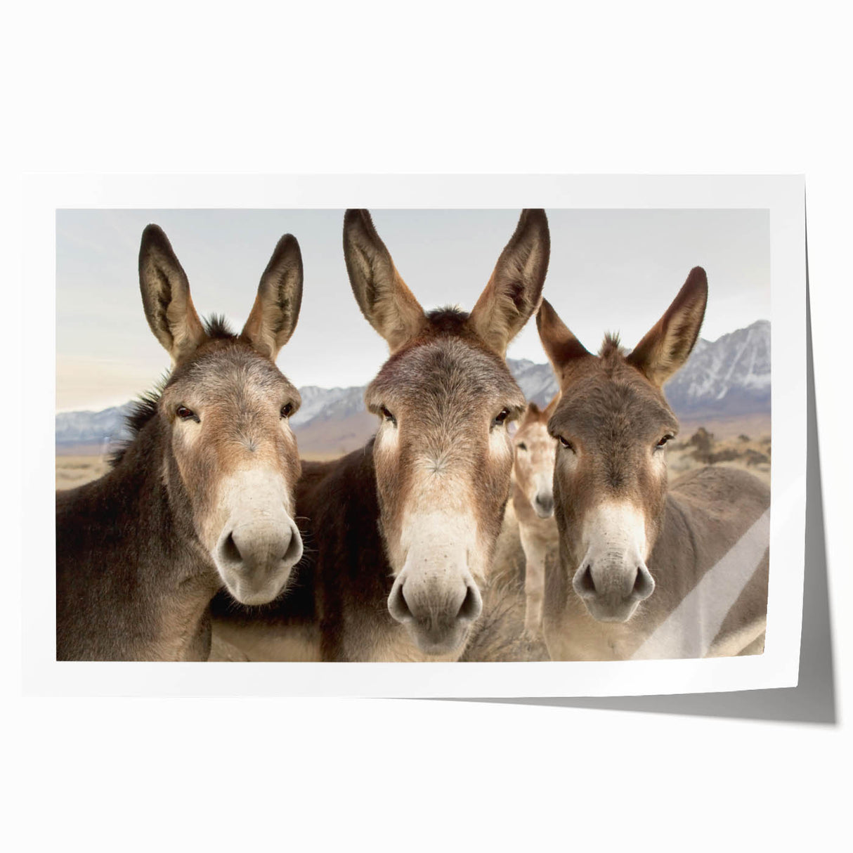 Rolled wall art print showcasing a vibrant donkey design with intricate details, perfect for animal lovers and home decor, presented in a protective cardboard tube.