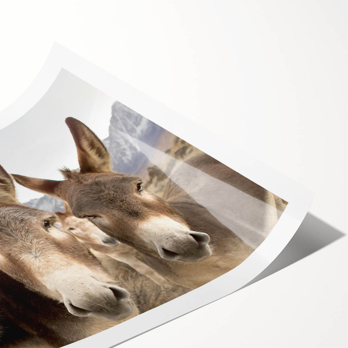 Donkey wall art design showcasing a whimsical, colorful illustration of a donkey surrounded by vibrant abstract patterns, perfect for adding charm to any space.