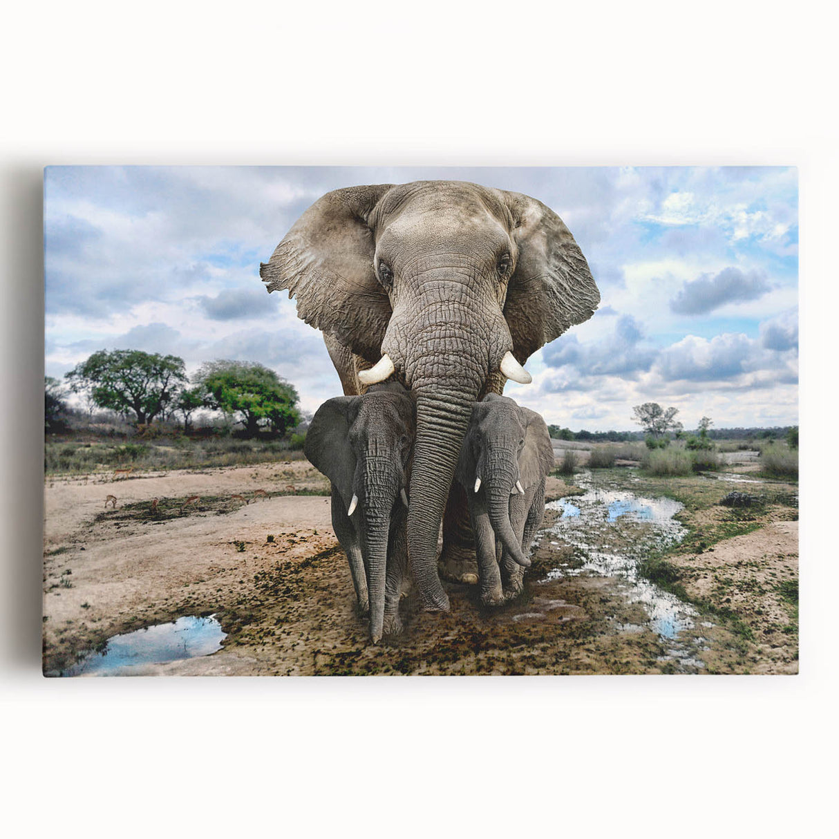 Stretched canvas wall art featuring a realistic front view of an African elephant, showcasing intricate details and natural colors, perfect for wildlife enthusiasts.