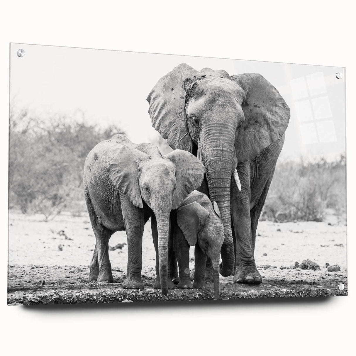 Acrylic wall art showcasing a side view of a majestic elephant, prominently displayed with decorative pins, perfect for wildlife enthusiasts and modern decor.