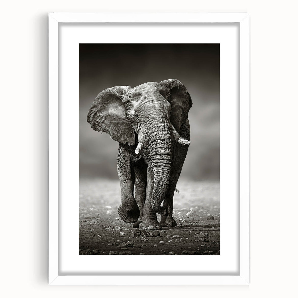 Framed wall art collection showcasing an elegant elephant design in a white mat, perfect for animal lovers and nature enthusiasts, enhancing home decor.