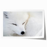 Artistic rolled print showcasing a vibrant fox design from an animal-themed wall art collection, featuring rich colors and intricate details, perfect for home decor.