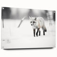 Acrylic glass wall art featuring a vibrant fox design from the Animals A Wild Life collection, presented in a side view with decorative pins for hanging.