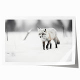 Vibrant rolled print of a fox design from the "Animals A Wild Life" wall art collection, showcasing intricate details and vivid colors, perfect for nature lovers.
