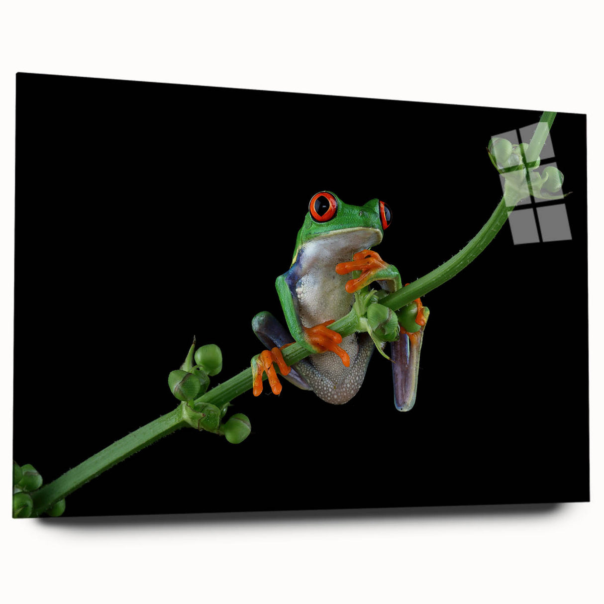 Acrylic glass wall art showcasing a vibrant frog design from the Wild Life collection, featuring a colorful side view that highlights intricate details and textures. Ideal for nature-themed decor, this piece adds a lively touch to any space.