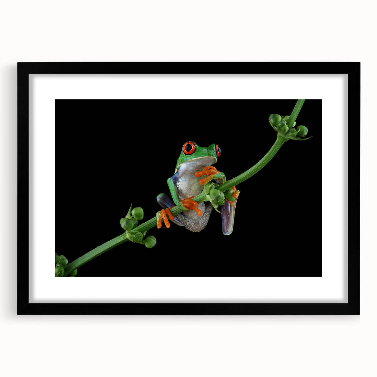 Black-framed wall art featuring a vibrant frog design, part of the "Animals: A Wild Life" collection, showcasing intricate details and colors, perfect for nature enthusiasts.