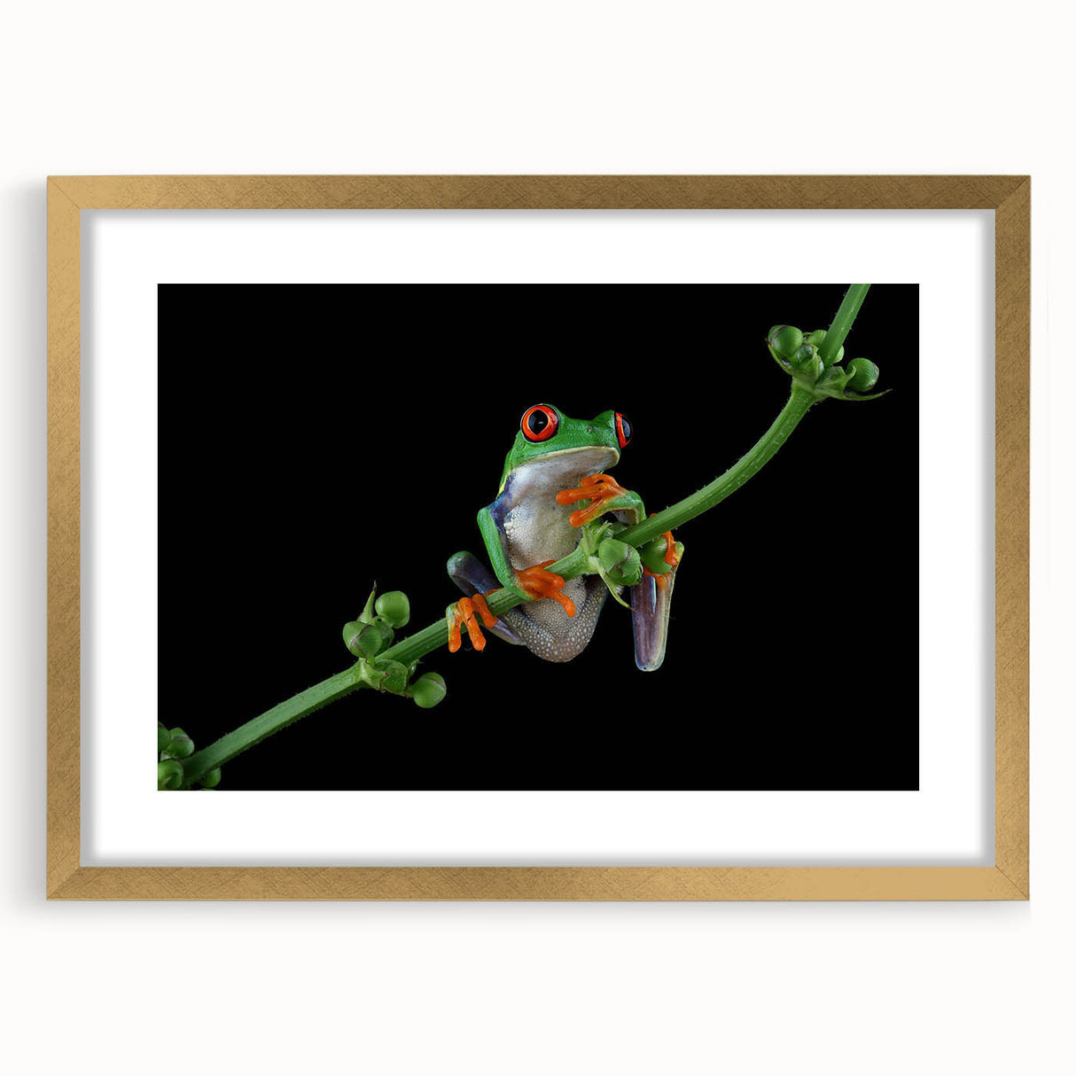 Framed wall art featuring a vibrant green frog design with a gold mat, ideal for nature-themed decor, adding a touch of wildlife to any room.