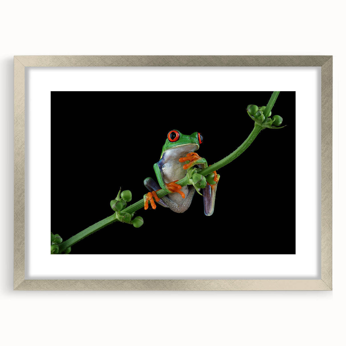 Framed wall art featuring a vibrant frog design from the 'Animals a Wild Life' collection, showcasing intricate details and a silver mat for a modern touch.