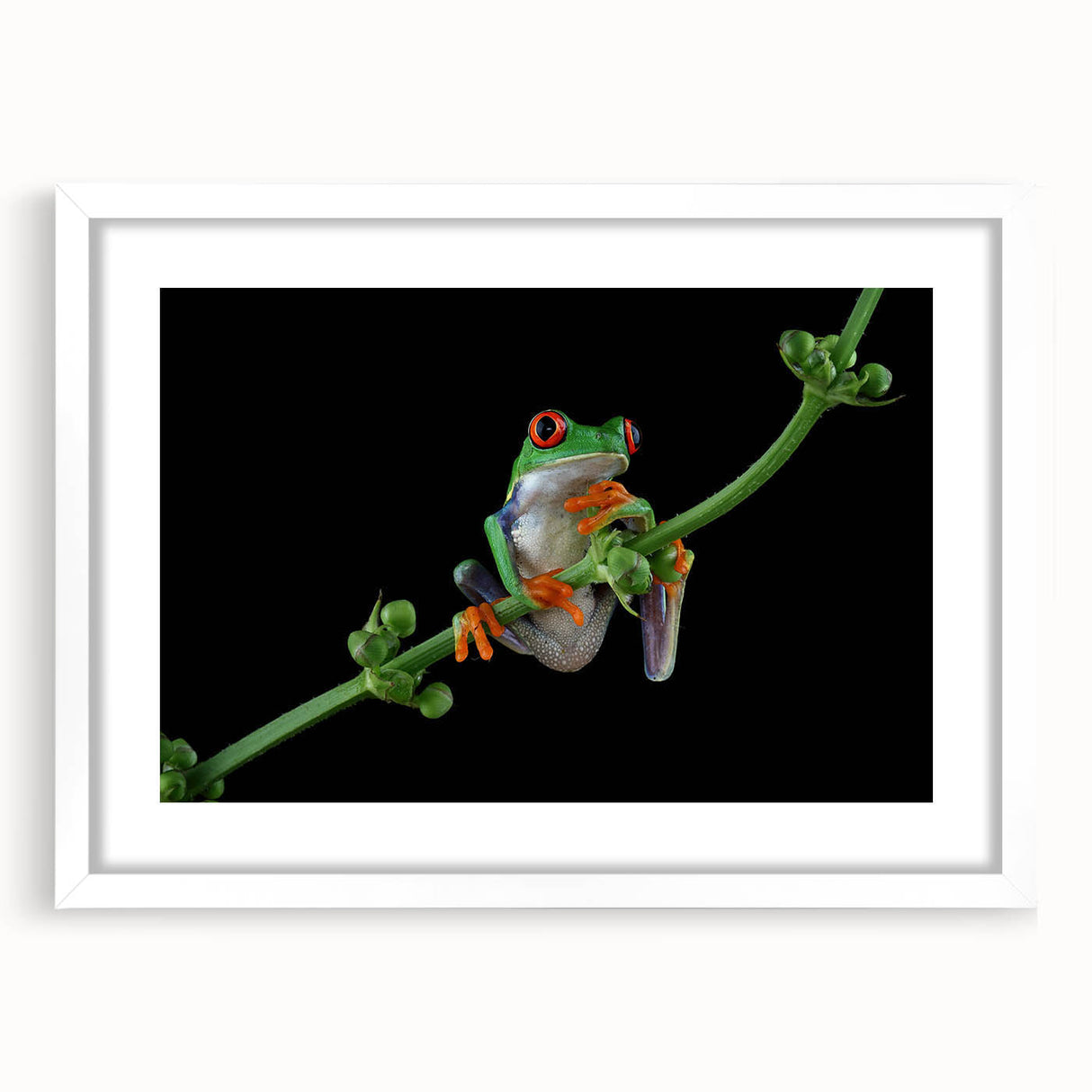 Framed wall art featuring a vibrant frog design from the "Animals: A Wild Life" collection, with a white mat and sleek frame, ideal for nature-themed decor.