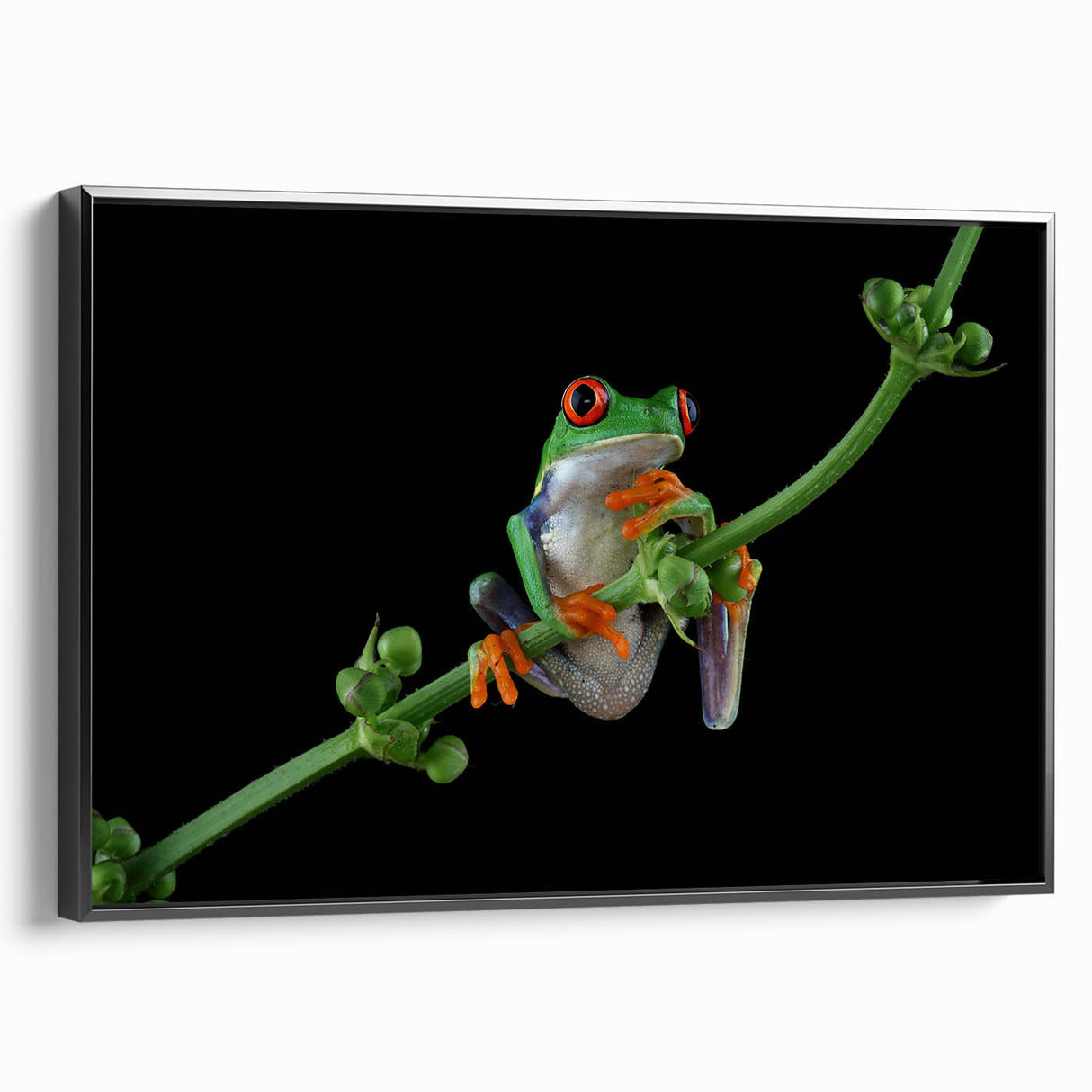 Framed wall art featuring a vibrant frog design from the Animals A Wild Life collection, set against a black background, showcasing intricate details and lively colors.