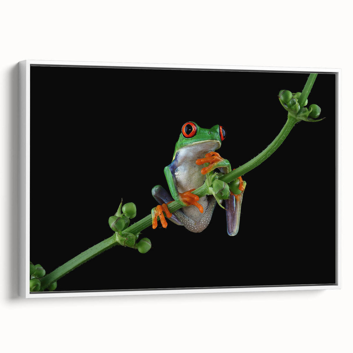 Framed wall art featuring a vibrant frog design, showcasing colorful details against a white background, ideal for nature lovers and home decor enthusiasts.