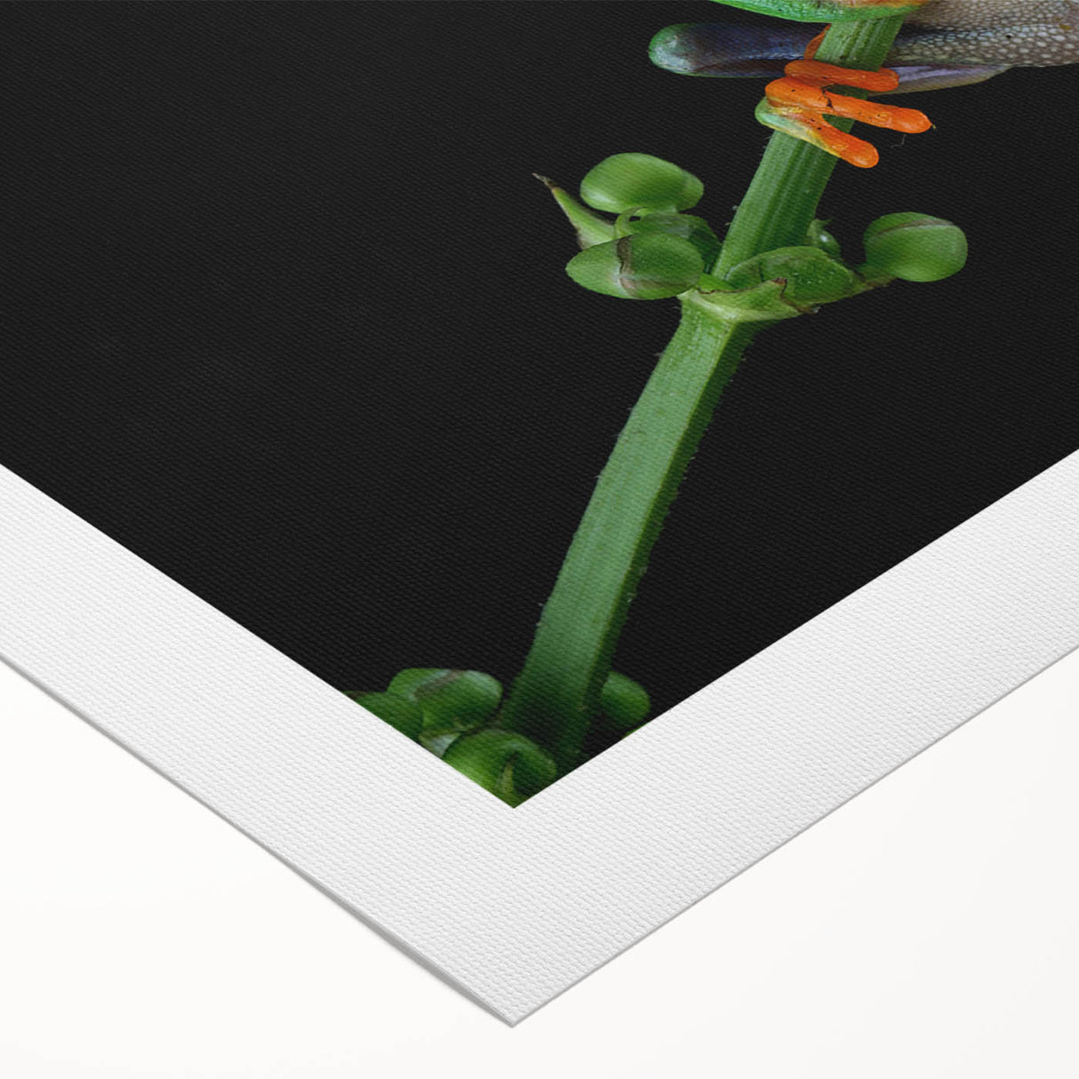 Vibrant rolled canvas wall art featuring a colorful frog design, ideal for animal lovers and nature enthusiasts. Perfect for home decor or art collection.