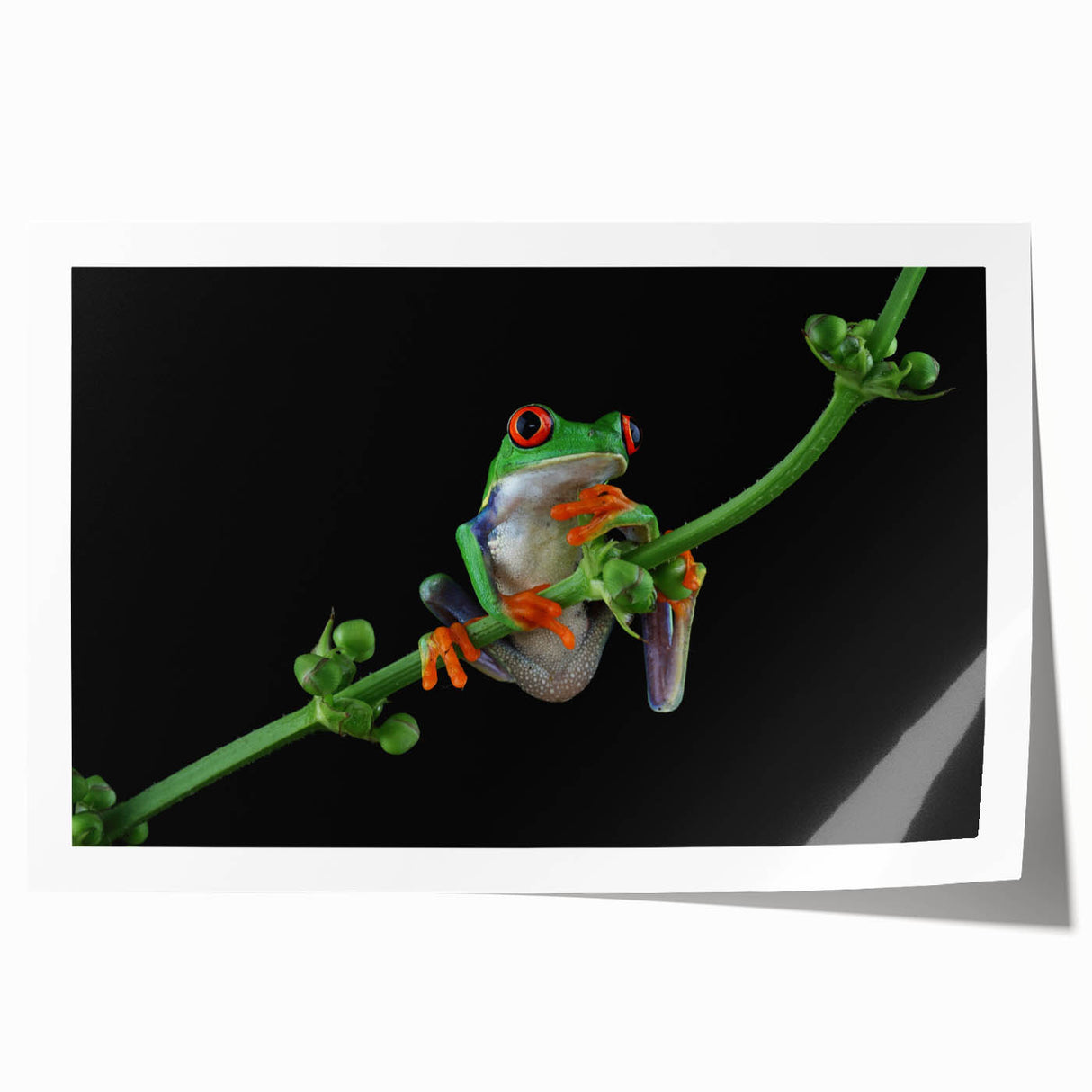 Vibrant wall art print featuring a colorful frog design, showcasing detailed illustrations of tropical foliage, perfect for animal lovers and nature enthusiasts.