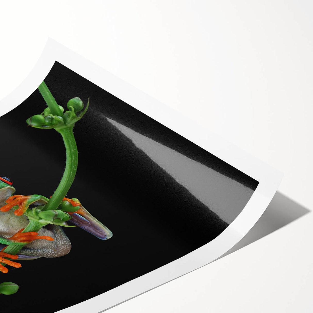 Vibrant frog design wall art print showcasing intricate details and vivid colors, rolled for easy transport, perfect for animal lovers and home decor enthusiasts.