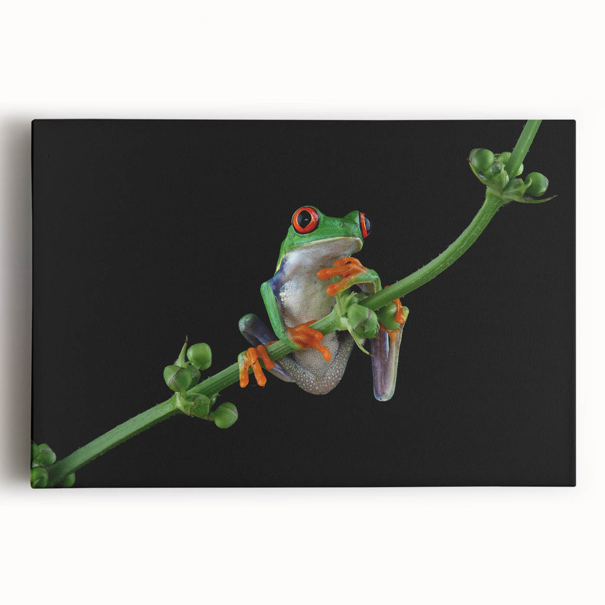 Vibrant wall art featuring a colorful frog design on stretched canvas, showcasing intricate details and textures, perfect for nature-themed decor.