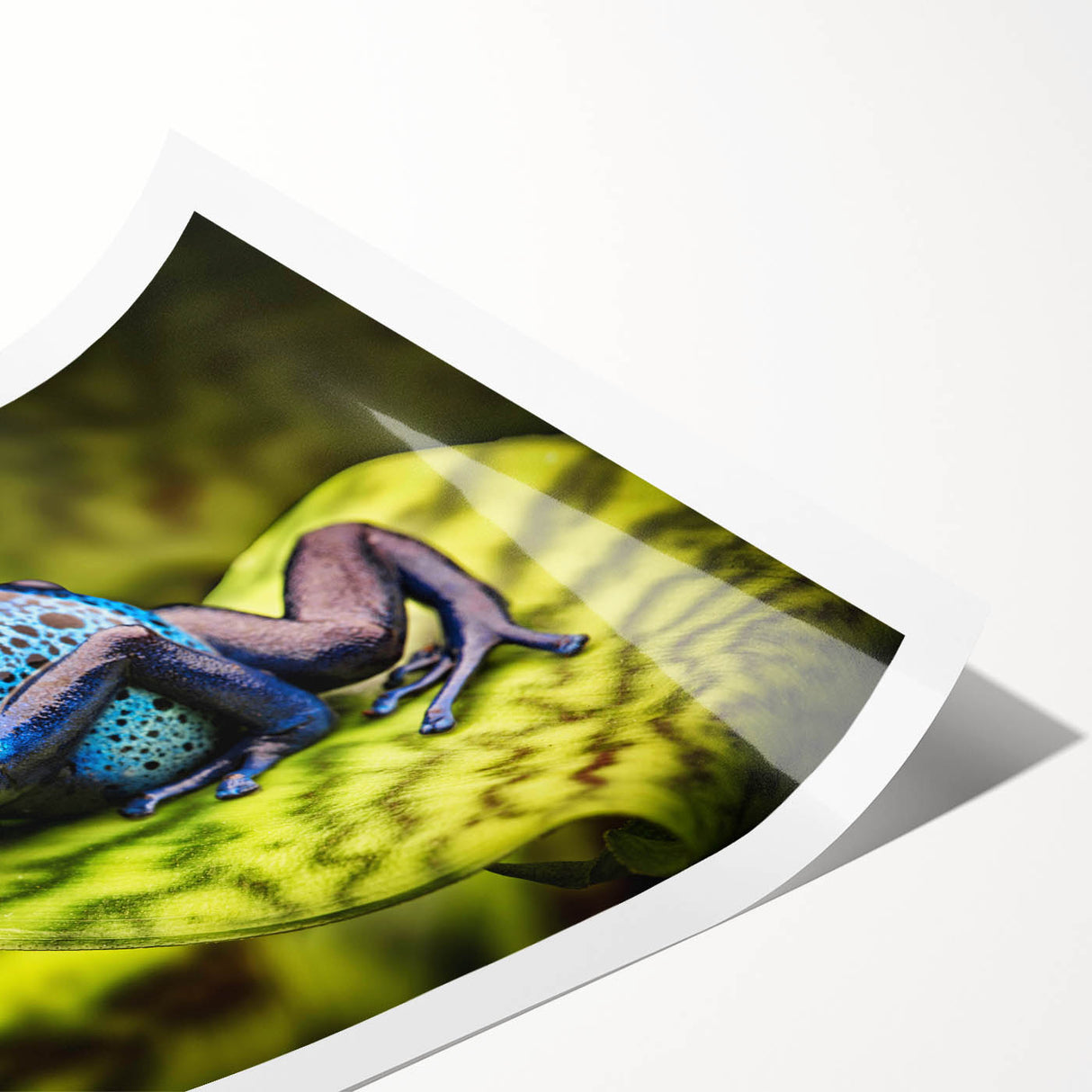 Vibrant frog-themed wall art print showcasing a colorful design of a tropical frog against a lush green background, perfect for nature lovers' home decor.