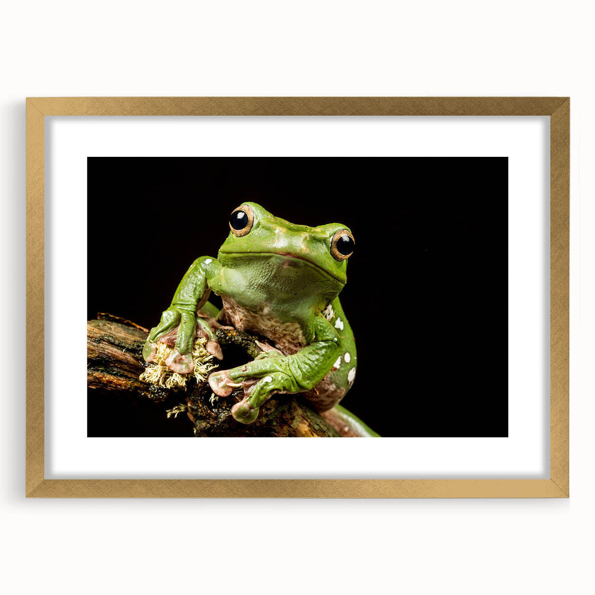 Wall art collection showcasing a vibrant frog design framed in gold, featuring a mat for an elegant finish, perfect for nature-themed decor and wildlife enthusiasts.