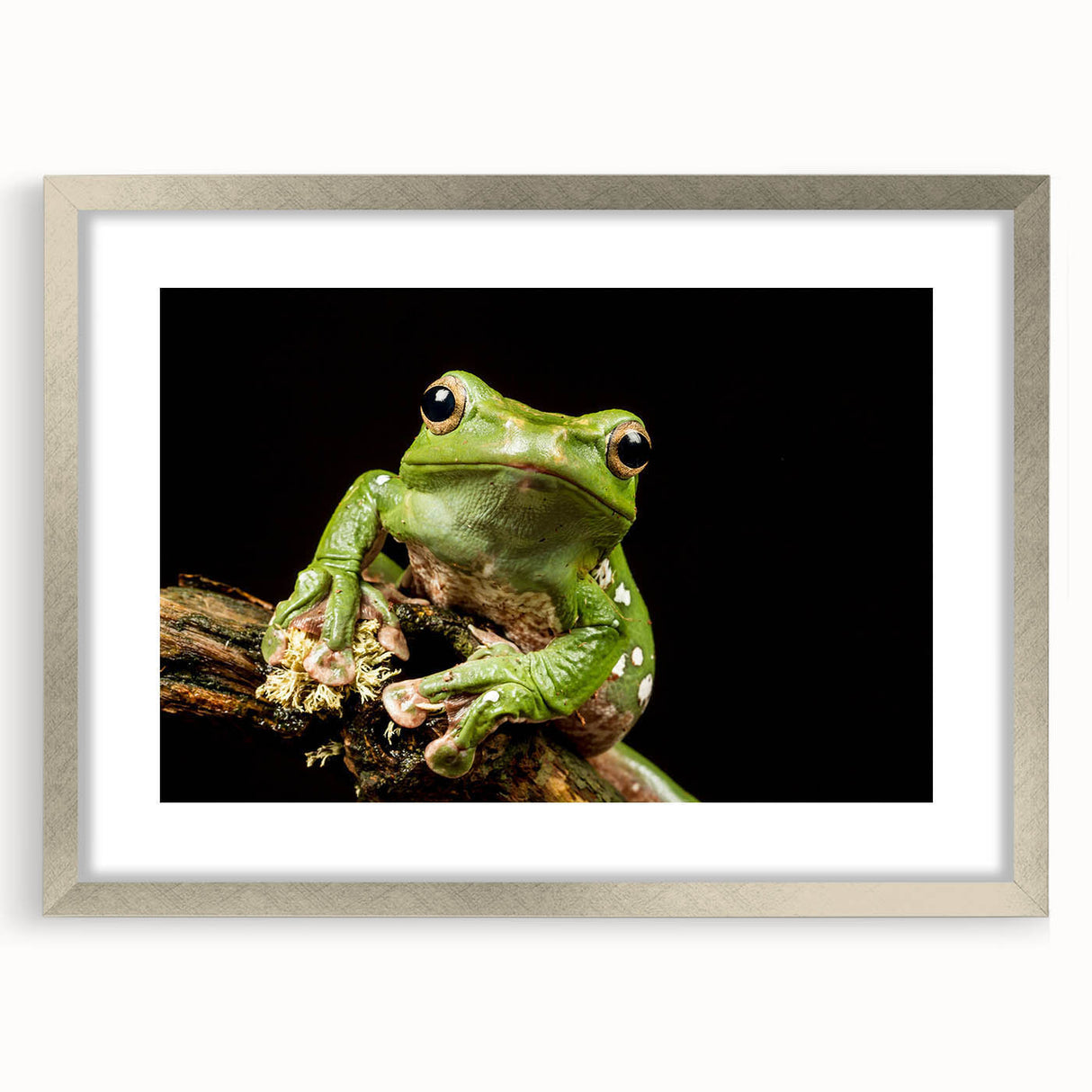 Framed wall art featuring a vibrant frog design from the "Animals: A Wild Life" collection, set in a silver frame with a white mat, perfect for nature lovers.