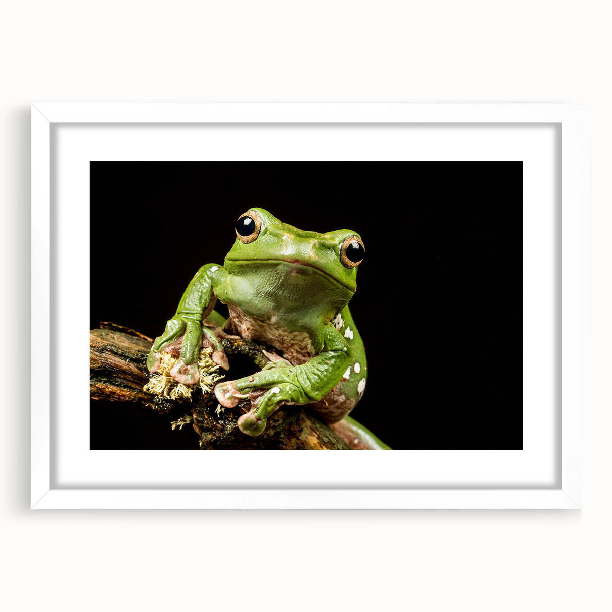 Frog-themed wall art collection featuring vibrant colors and intricate designs, framed with a white mat for a modern touch, ideal for nature lovers' decor.
