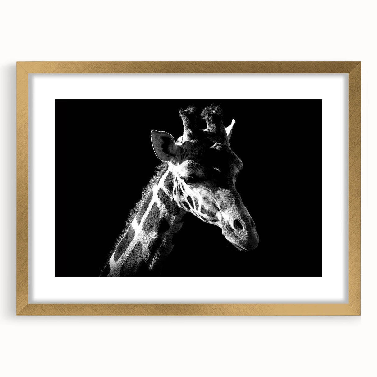 Giraffe-themed wall art collection framed in gold, showcasing a beautifully detailed illustration of a giraffe against a vibrant background, perfect for animal lovers.