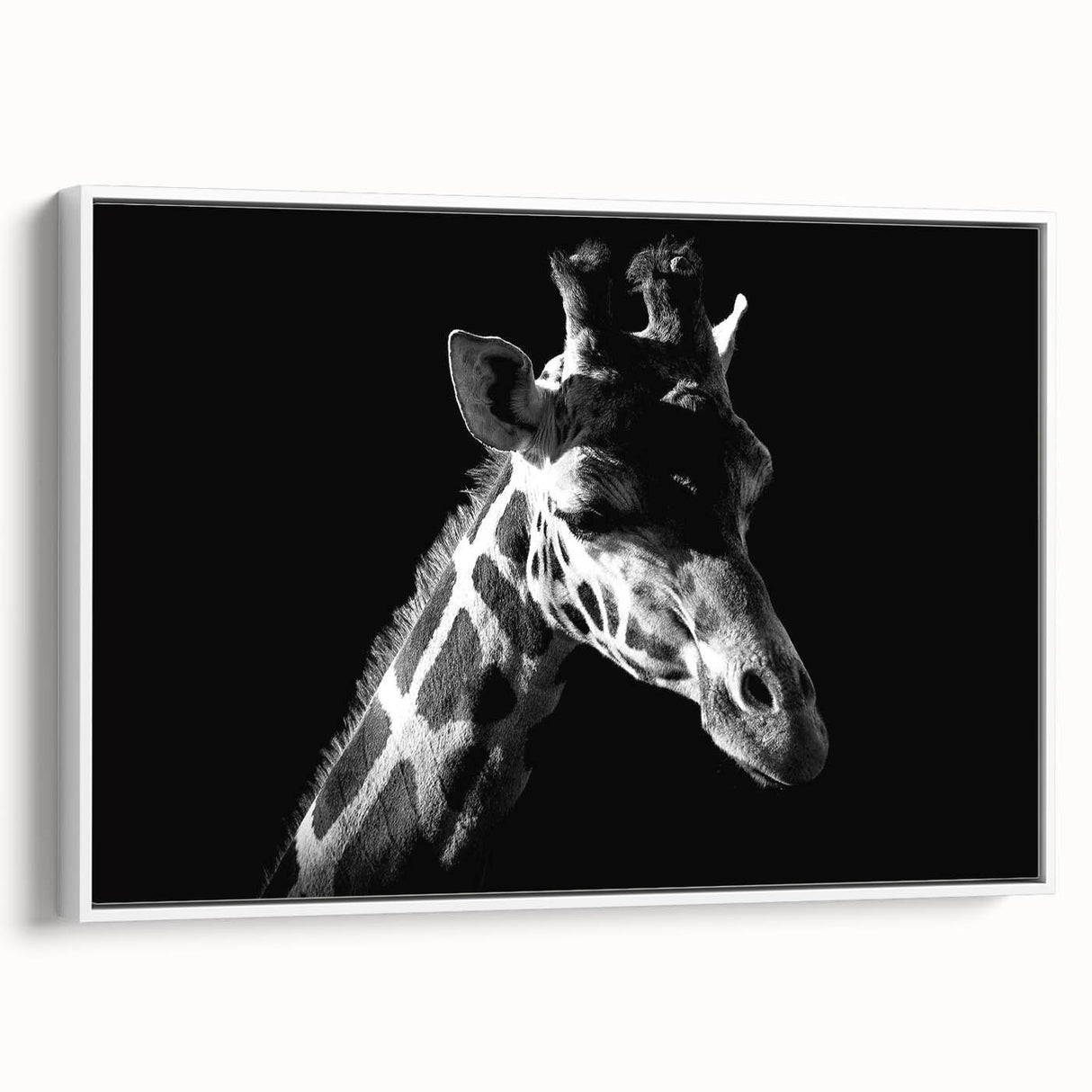 Framed canvas wall art showcasing a detailed side view of a giraffe against a white background, ideal for adding a touch of wildlife elegance to home decor.
