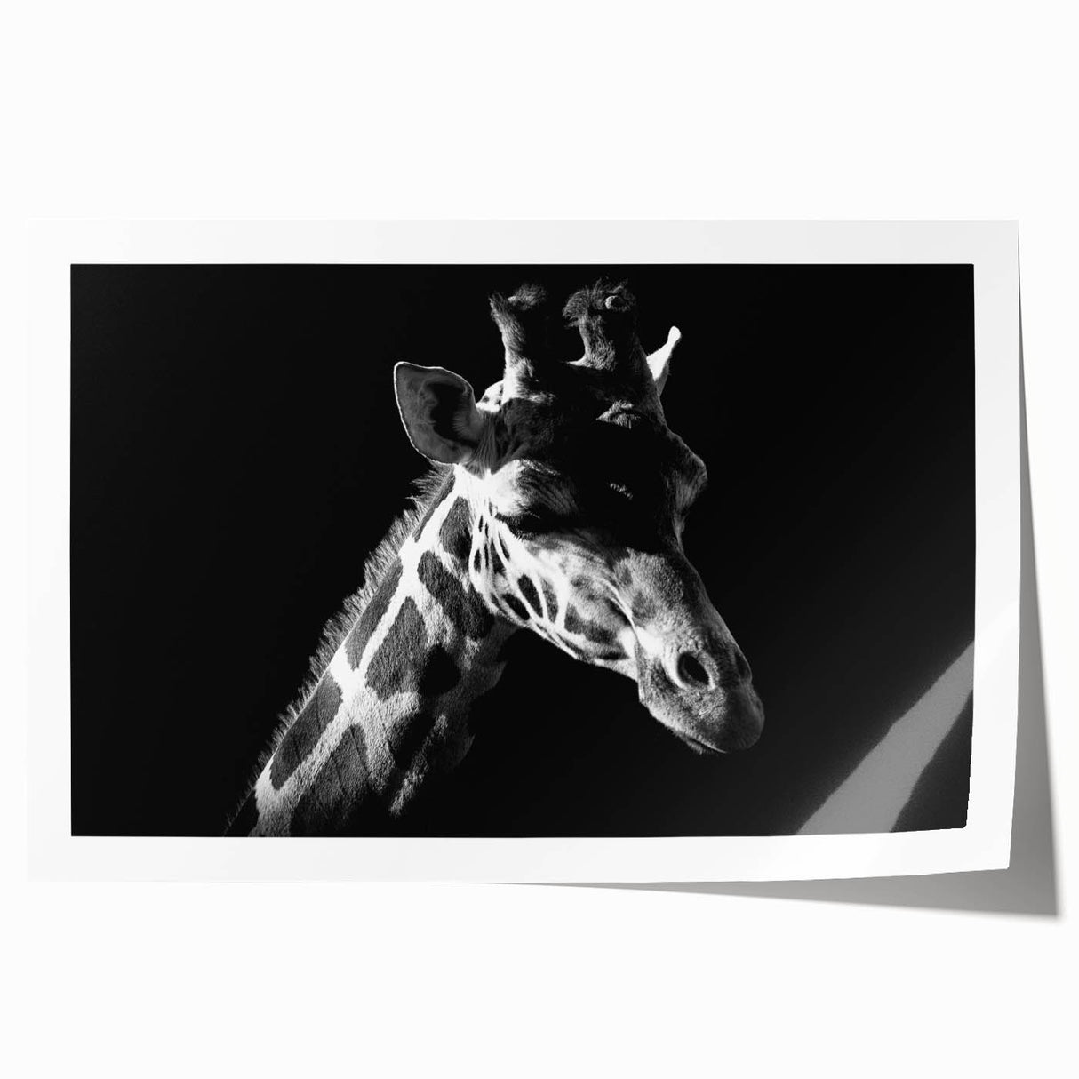 Vibrant wall art print showcasing a stylized giraffe design, featuring bold colors and intricate patterns, ideal for animal lovers and home decor enthusiasts.