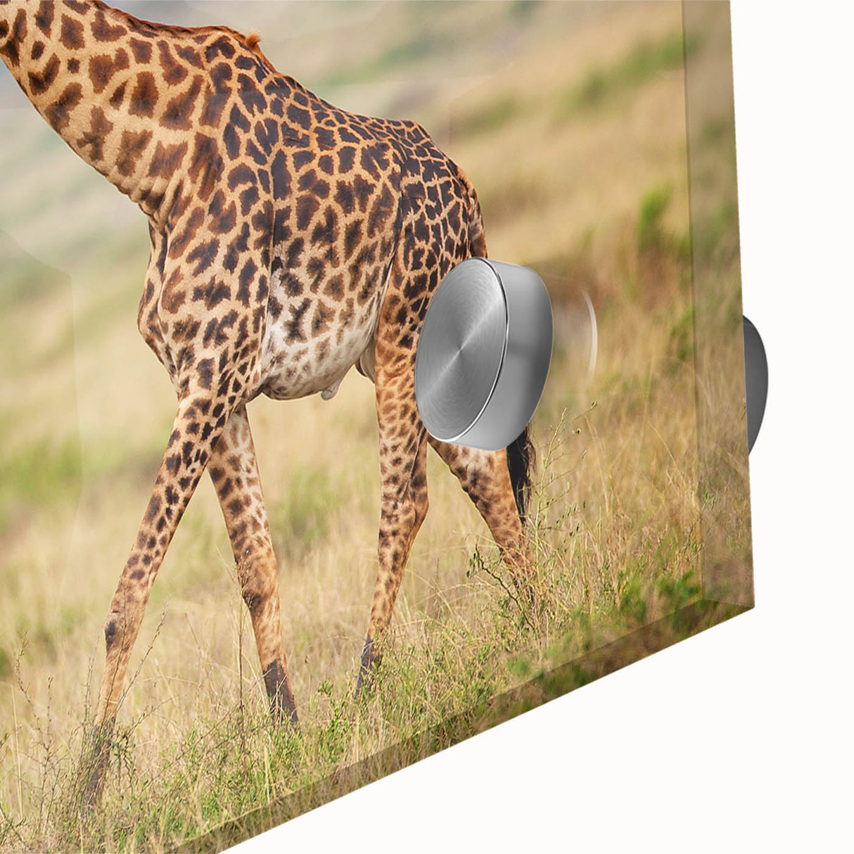Close-up of a vibrant acrylic glass wall art piece featuring a beautifully detailed giraffe design, showcasing its unique patterns and colors, perfect for animal lovers.