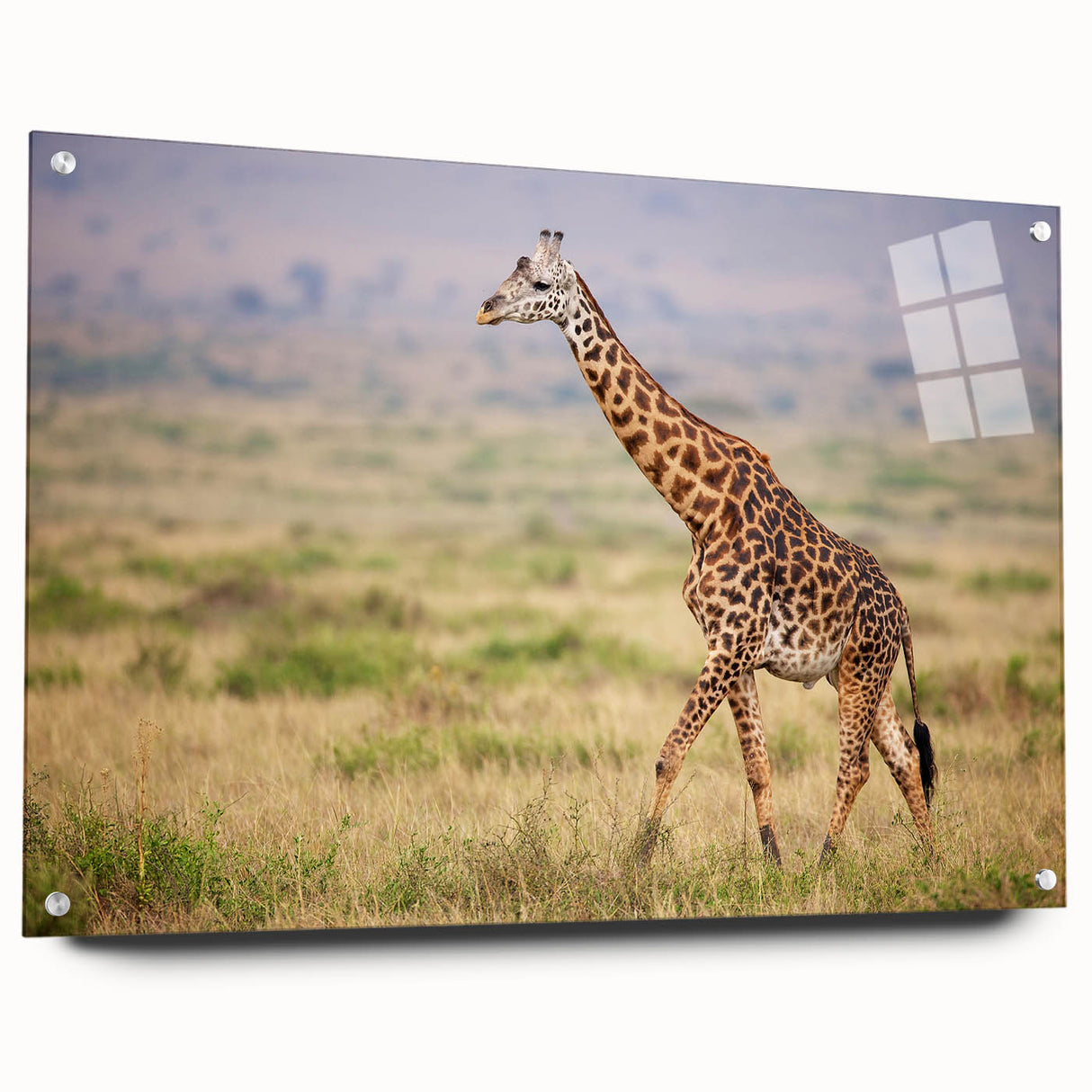 Side view of a giraffe wall art design featuring vibrant colors and intricate details, printed on acrylic glass, ideal for wildlife-themed decor. Perfect for animal lovers and modern interiors.