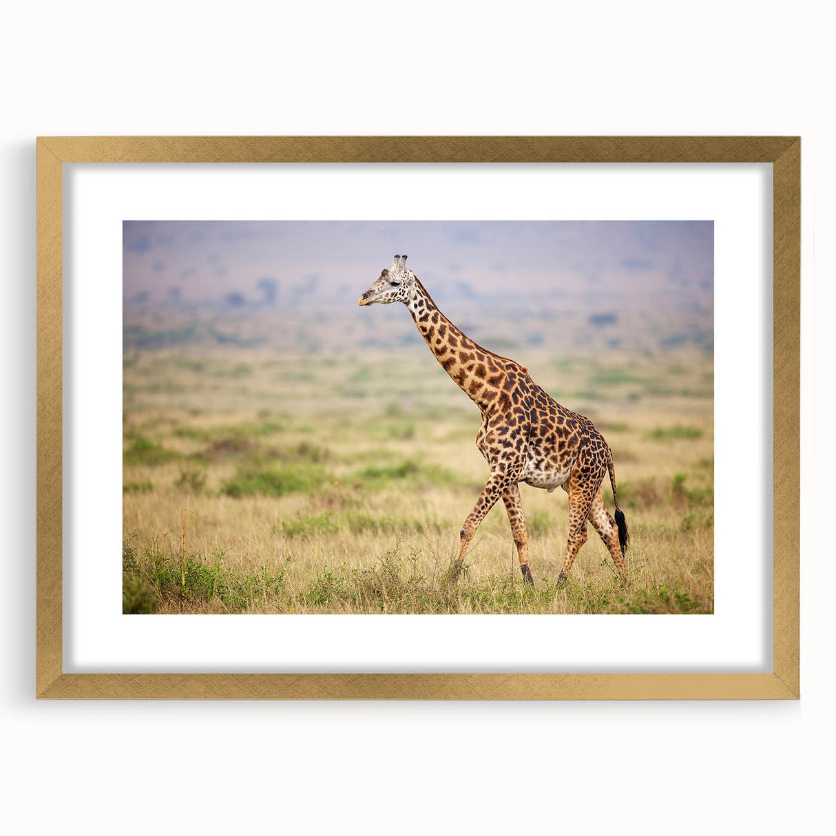 Giraffe-themed wall art collection framed in gold, featuring a vibrant illustration of a giraffe against a soft pastel background, perfect for animal lovers and home decor enthusiasts.
