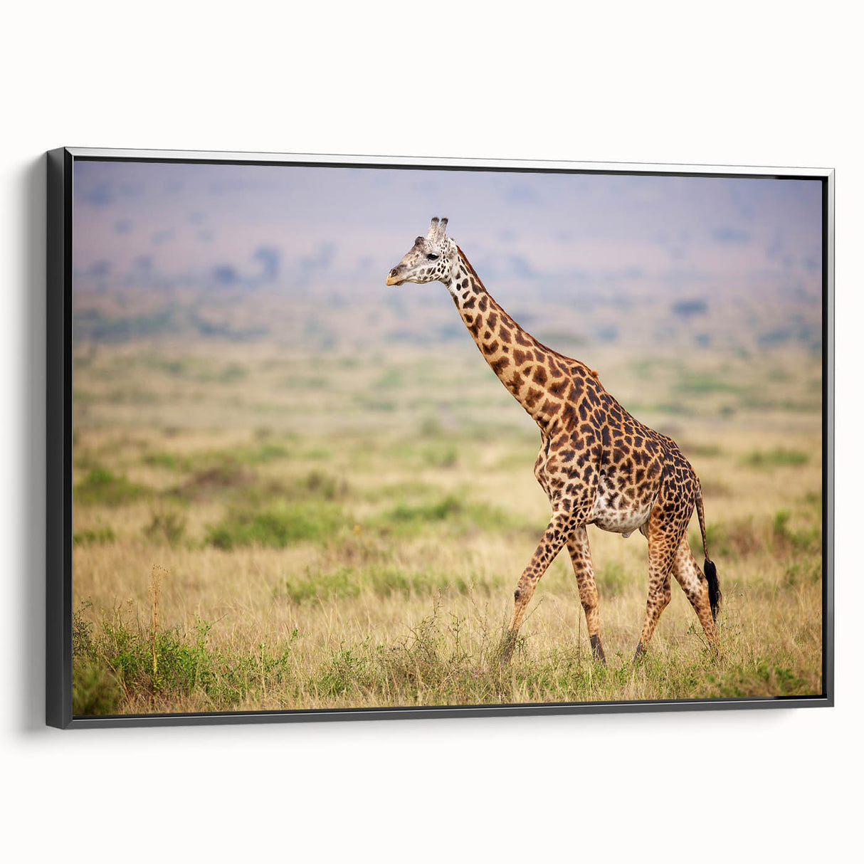 Framed canvas wall art featuring a striking black and white side view of a giraffe in a natural setting, perfect for animal lovers and modern decor enthusiasts.