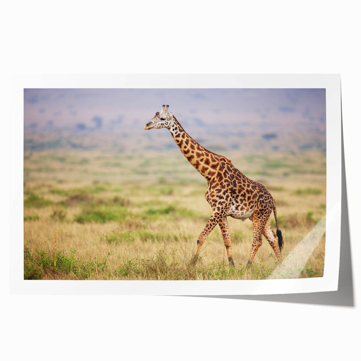 Giraffe wall art print showcasing a vibrant, colorful design inspired by African wildlife, rolled and ready for framing, perfect for home decor enthusiasts.