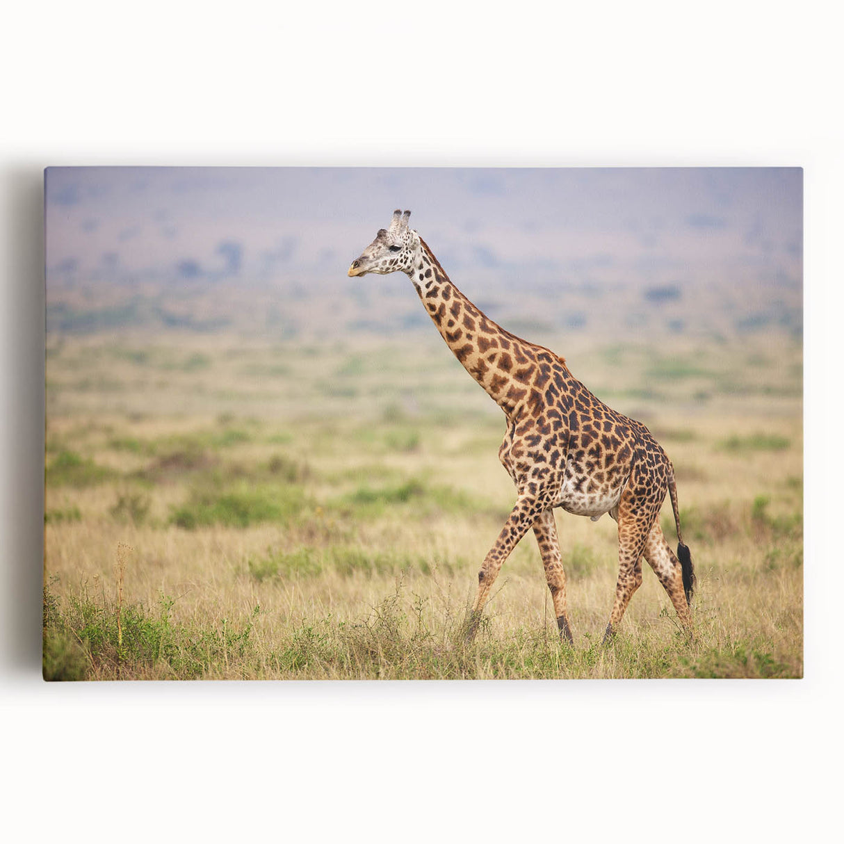 Stretched canvas wall art featuring a vibrant front view of a giraffe in its natural habitat, showcasing intricate details and earthy tones, perfect for animal lovers.