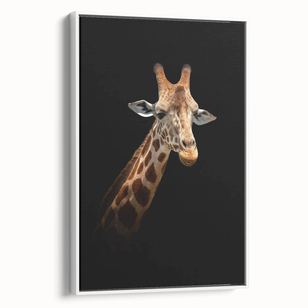 Framed wall art featuring a side view of a giraffe in a minimalist white design, perfect for modern decor, showcasing its long neck and unique patterns.