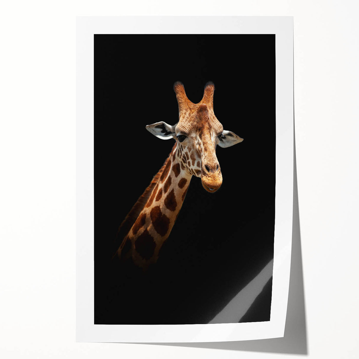 Giraffe wall art print showcasing a vibrant and detailed illustration of a giraffe in a natural setting, perfect for animal lovers and home decor enthusiasts. The rolled canvas is designed for easy framing and adds a touch of wildlife elegance to any space.