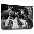 Acrylic glass wall art displaying a side view of a giraffe in a vibrant, colorful design, ideal for wildlife-themed decor. Perfect for animal lovers and modern interiors.